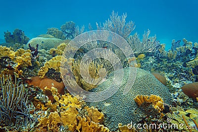 Underwater landscape in an healthy coral reef