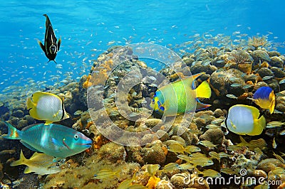 Underwater life in a coral reef with many fish