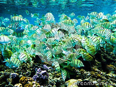 Underwater life of coral reef