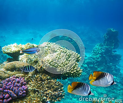 Underwater life of a hard-coral reef