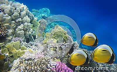 Underwater life of a hard-coral reef