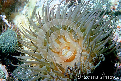 Underwater life of Kuril islands