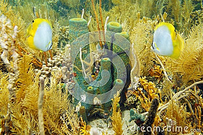 Underwater life sea sponge in coral garden