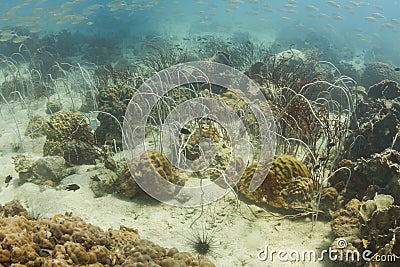 Underwater marine life in Kood island