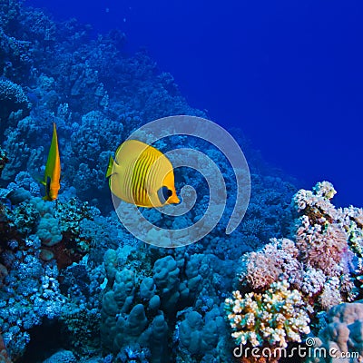Underwater ocean coral garden with butterfly fish