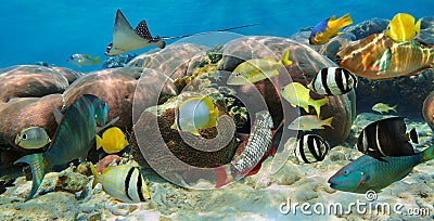 Underwater panorama in a coral reef with fish