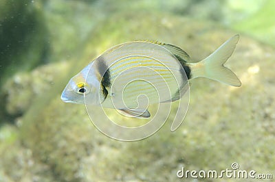 Underwater picture of a fish