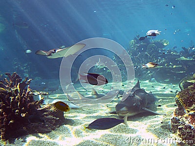 Underwater Scene 2