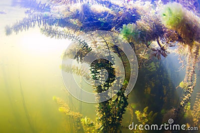 Underwater scene