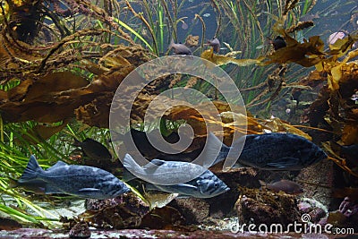 Underwater scene containing swimming fish