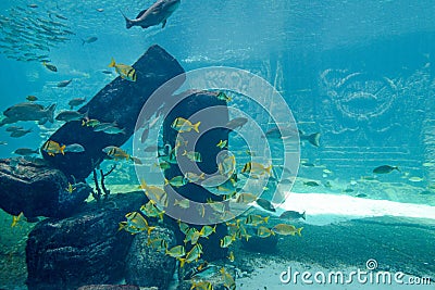 Underwater scene