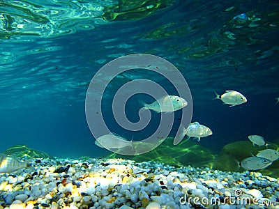 Underwater scene