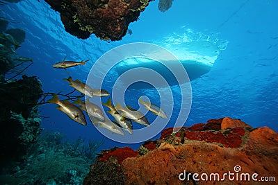 Underwater scene of tropical fish and boat