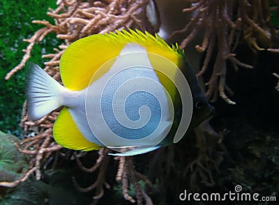 Underwater scenery showing a colorful Butterfly fish