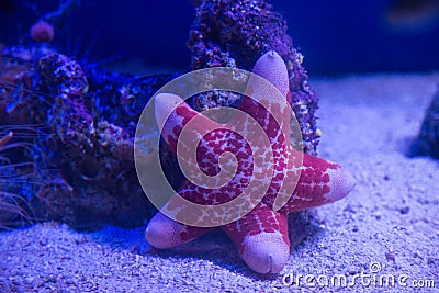 Underwater sea star