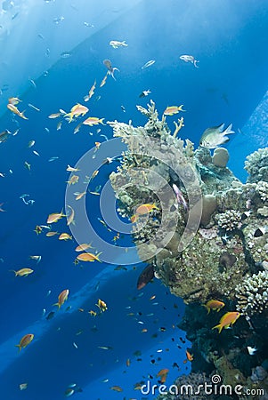 Underwater view of boat sihouettes, coral reef.