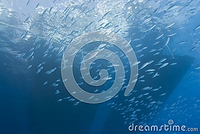 Underwater view of boat sihouettes with fish.