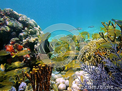 Underwater view in the caribbean sea