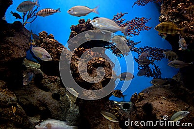 Underwater view, fish, coral reef