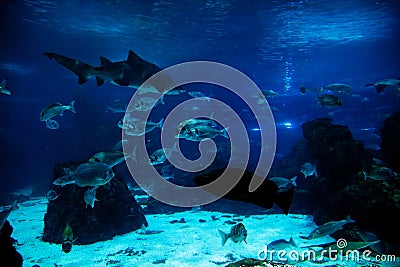 Underwater view, fish, sunlight