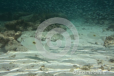 Underwater view of sand bottom in coral reef