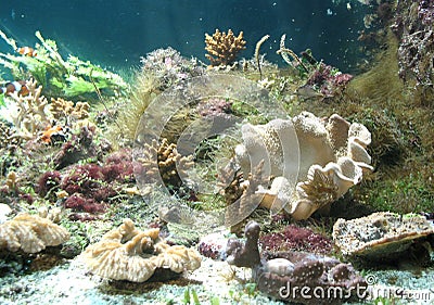 Underwater world