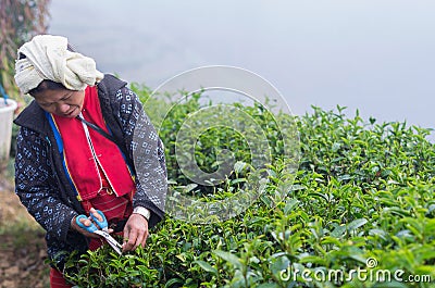 Unidentified farmer pick in tea leaves