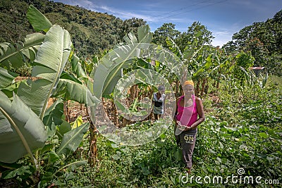 Unidentified women working on field near Polo, Barahona, Dominican Republic