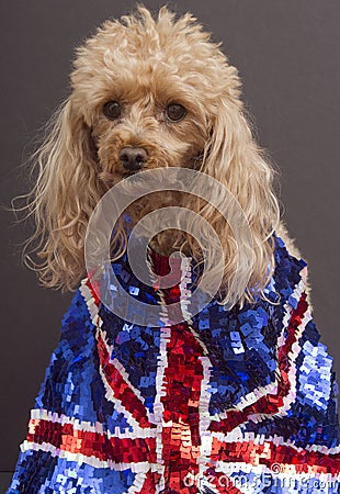 Union Jack Flag Dog