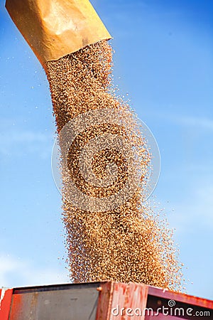 Unloading a bumper crop of wheat after harvest