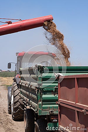 Unloading Wheat Into Trailer