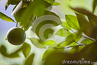 Unripe Orange Hanging from a Citrus Tree