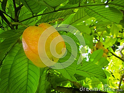 Unripened Ackee Fruit On Tree In Jamaica Stock Photo 