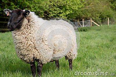 An unshorn sheep in a field