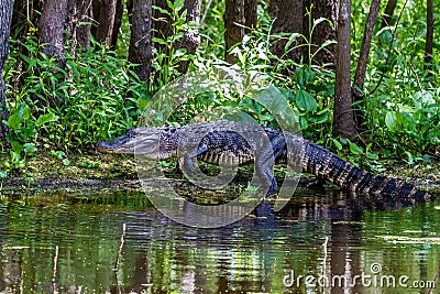 An Unusual Shot of a Large American Alligator (Alligator mississippiensis) Walking on a Lake Bank in the Wild