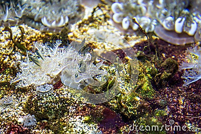 Up side down jelly fish ocean life