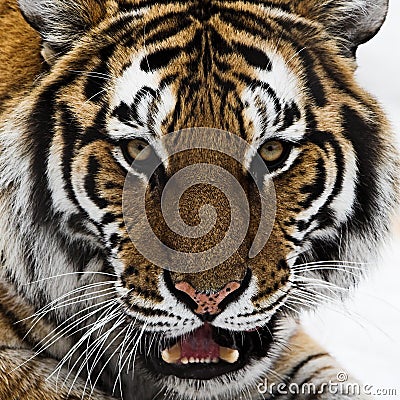 Upclose shot of Tiger head