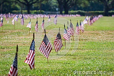 Us flags in a veterans cemetery on Veterans day