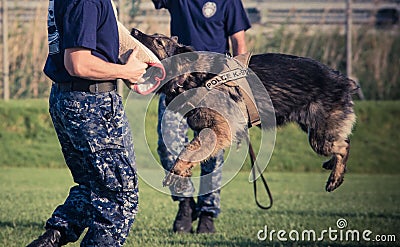 Us navy seaman and police dog of k9 unit