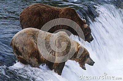 USA Alaska Katmai National Park two Brown Bears standing in river above waterfall