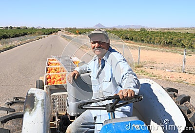 USA, Arizona: Orange Orchard Worker