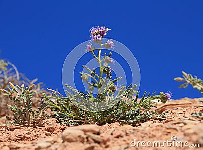 USA, Utah: Little desert flower - Scorpion Weed