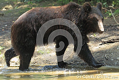 Size comparison of a Siberian tiger and brown bear after scenting the same  tree in Anyuisky National Park, Russia : r/interestingasfuck