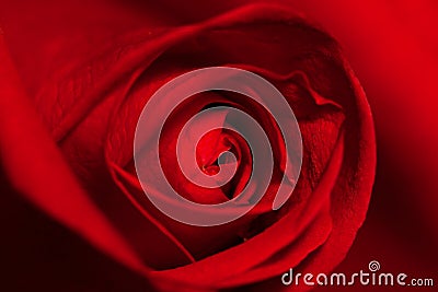 Valentine,Red Rose,Single Flower,Nature