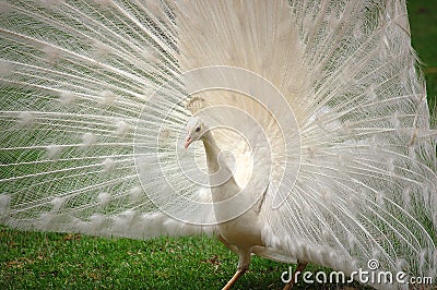 Vanity - Beautiful White Peacock