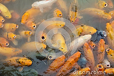 Variegated carps swimming in the lake