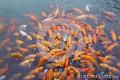 Variegated carps swimming in the lake