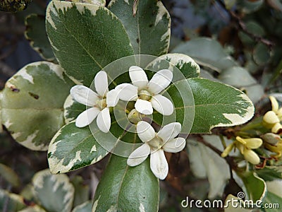 Variegated Japanese mock orange, Pittosporum tobir