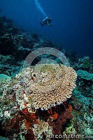 Various coral reefs in Derawan, Kalimantan, Indonesia underwater photo