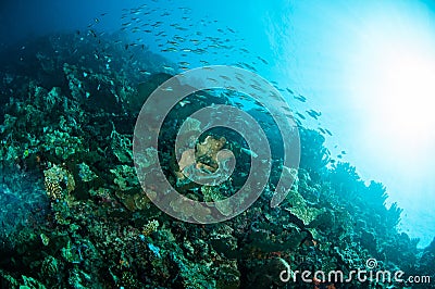 Various hard coral reefs in Gorontalo, Indonesia underwater photo.